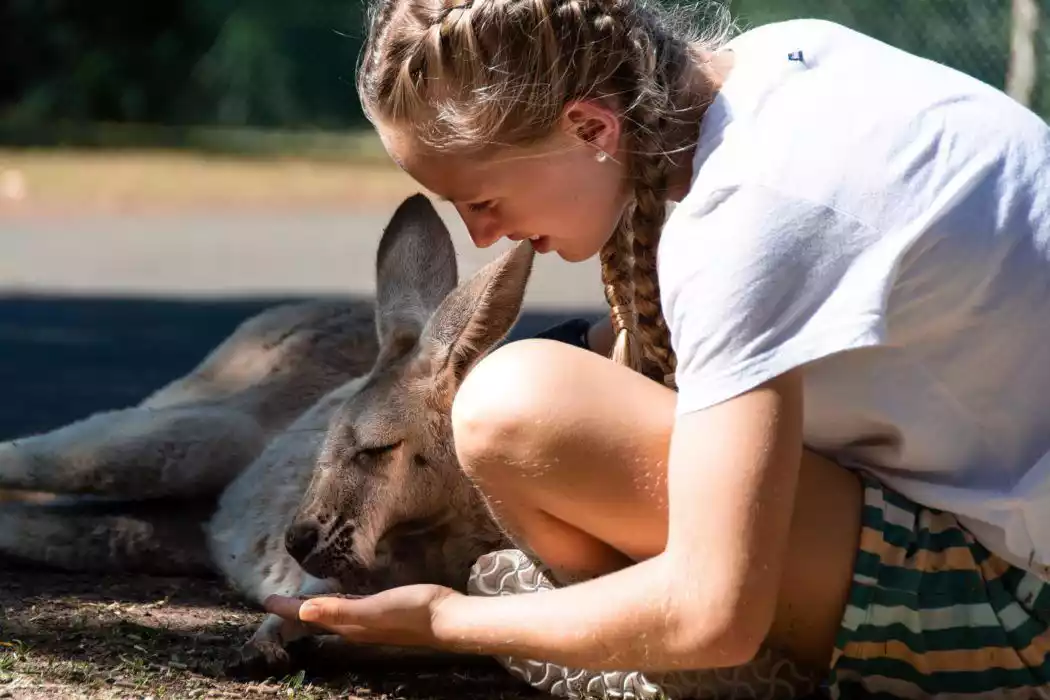 Your Guide To Exploring Australia Zoo Queensland