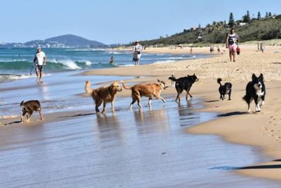 beach holidays with dogs