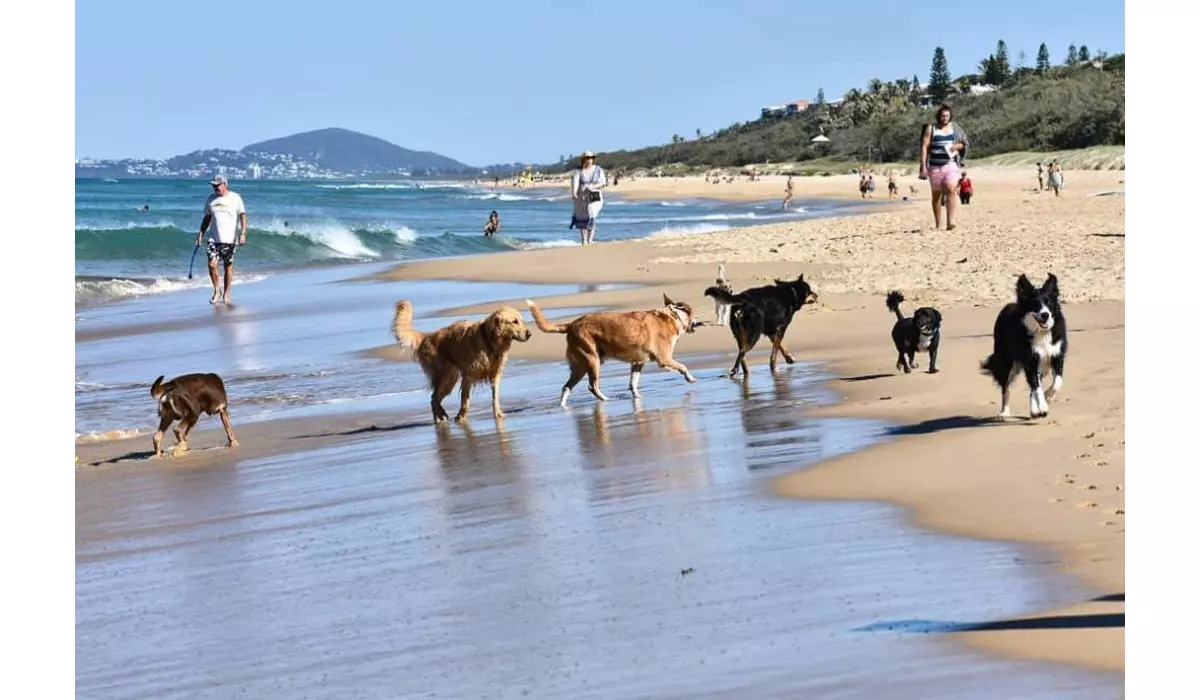 Best Dog Beaches On The Sunshine Coast Queensland