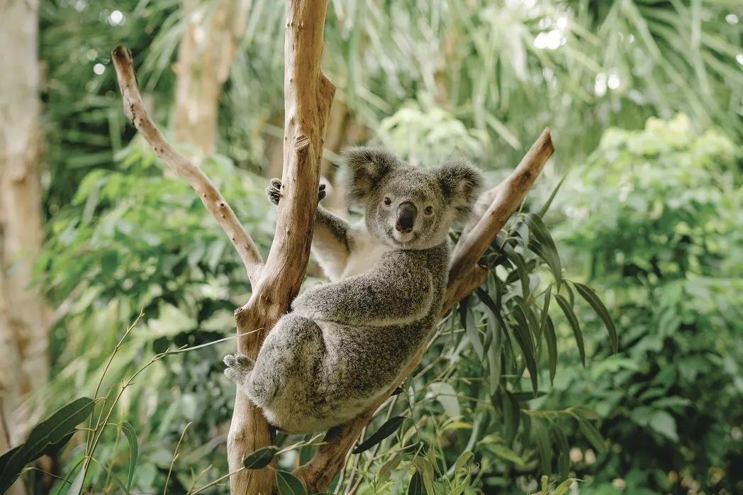 9 Facts to Know Before Seeing Koalas | Queensland