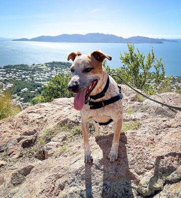 The best dog friendly hikes around Queensland Queensland