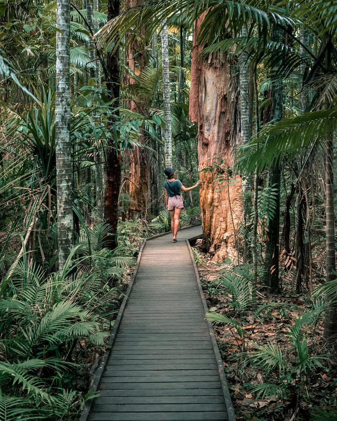 Exploring Cairns Botanical Gardens | Free things to do Cairns