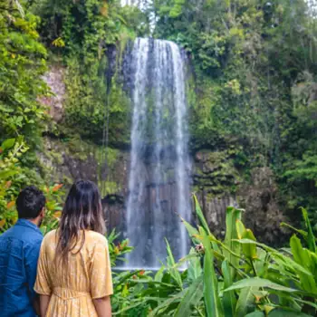 Millaa Millaa Falls | Atherton Tablelands Waterfall Circuit  Millaa Millaa Falls | Atherton Tablelands Waterfall Circuit