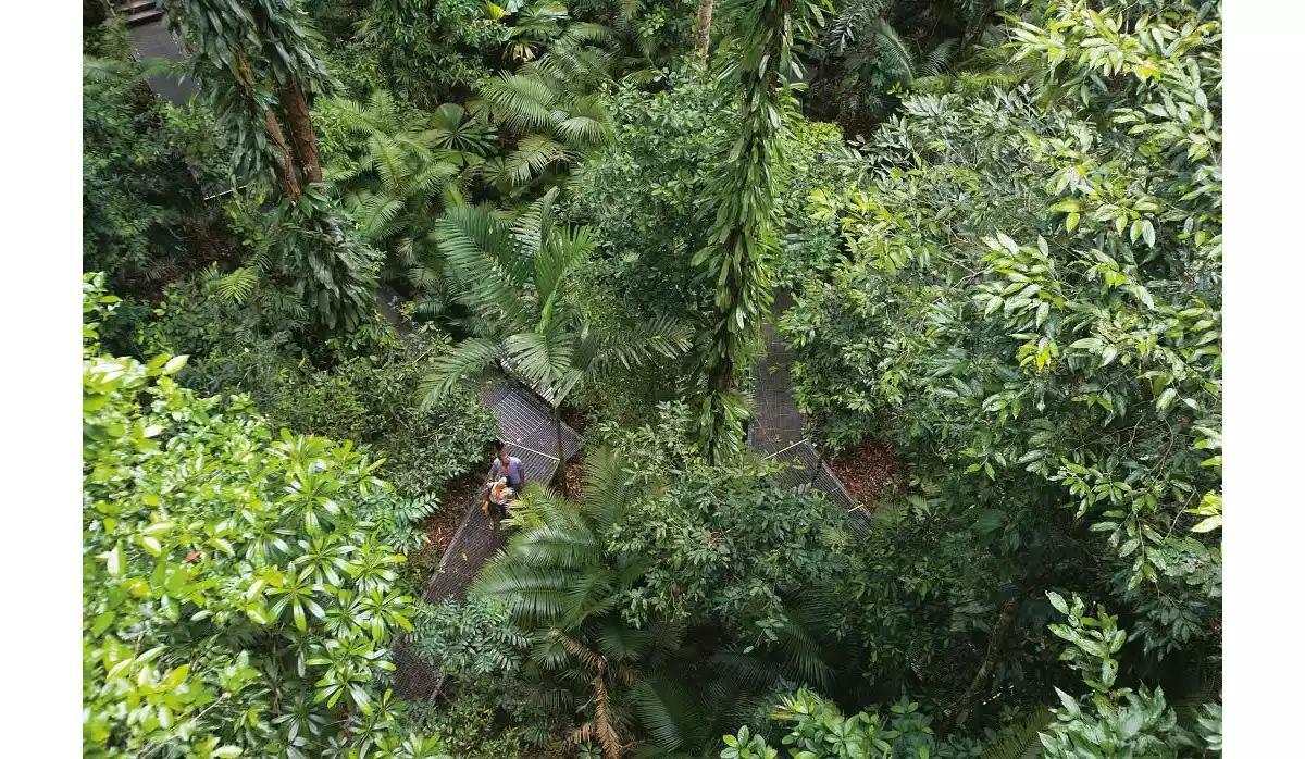 The Top 5 Awe Inspiring Rainforest Hikes Near Cairns Queensland