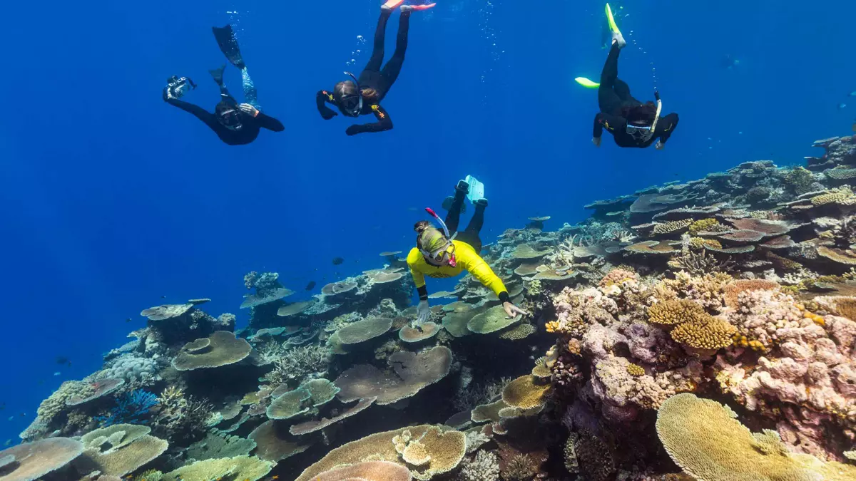Bijdrage Deter het ergste Backpackers Guide to Cairns & Great Barrier Reef | Queensland