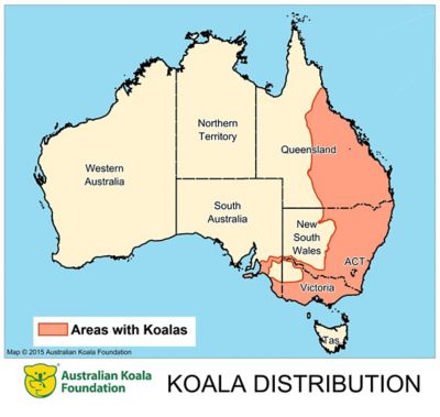    AustralianKoalaFoundation Distribution Map A4 LANDSCAPE 300 Dpi Copy 