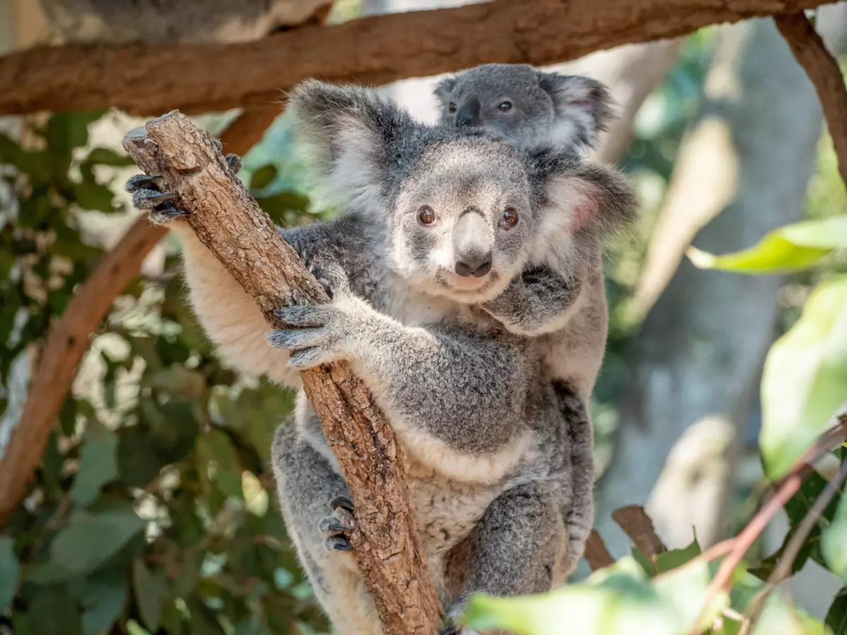 Koala Facts for Kids - Brisbane Kids