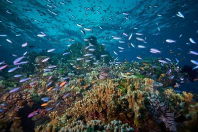 サンゴ礁の神秘をツアーで体感 | クイーンズランド州