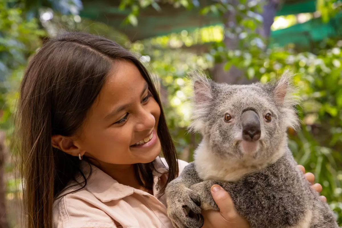Is that KOALA a GIRL? 🐨💚❣️✓ Learn how to tell koala girls and