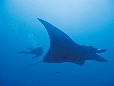 Manta Rays