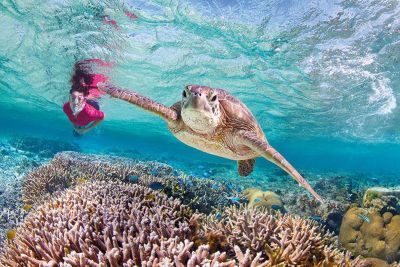 Travel to Lady Elliot Island with this breathtaking new docuseries ...