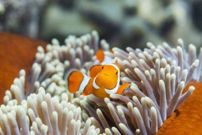 Clown fish