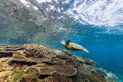 Turtle swimming in the water above coral on Lady Elliot Island