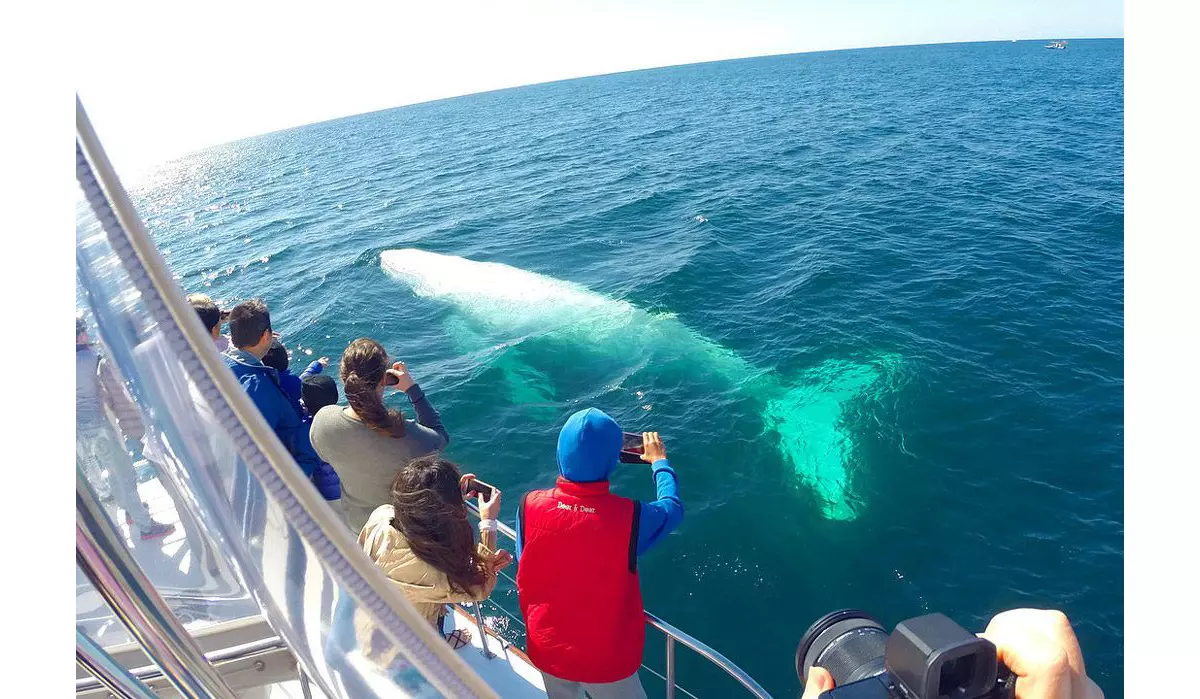 What to Know About Migaloo the White Whale | Queensland