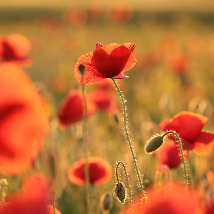 ANZACDayPoppies