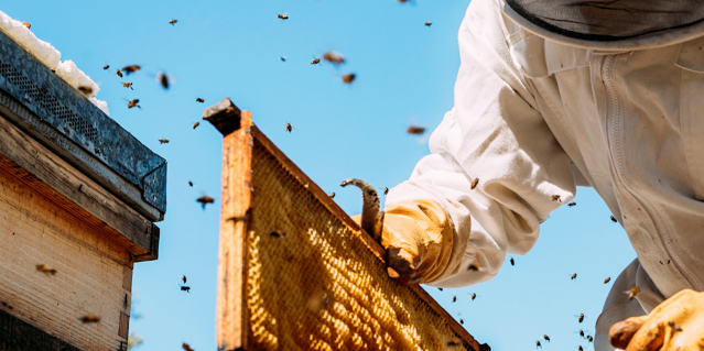 Indro Honey