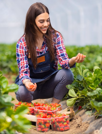 Strawberry growers with harvest,Agricultural engineer working in the greenhouse. Female greenhouse worker with box of strawberries, woman picking berrying on farm,strawberry crop