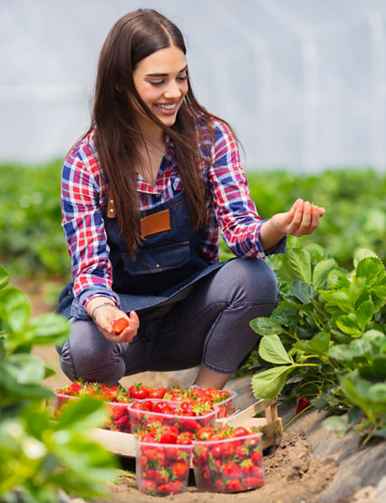 Strawberry growers with harvest,Agricultural engineer working in the greenhouse. Female greenhouse worker with box of strawberries, woman picking berrying on farm,strawberry crop