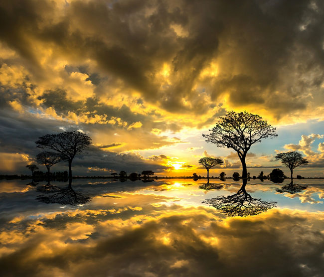 silhouette tree in africa with sunset.Tree silhouetted against a setting sun reflection on water.Typical african sunset with acacia trees in Masai Mara, Kenya.