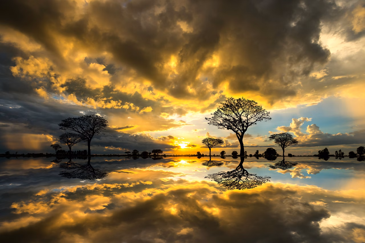 silhouette tree in africa with sunset.Tree silhouetted against a setting sun reflection on water.Typical african sunset with acacia trees in Masai Mara, Kenya.