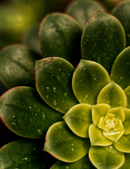 succulent 