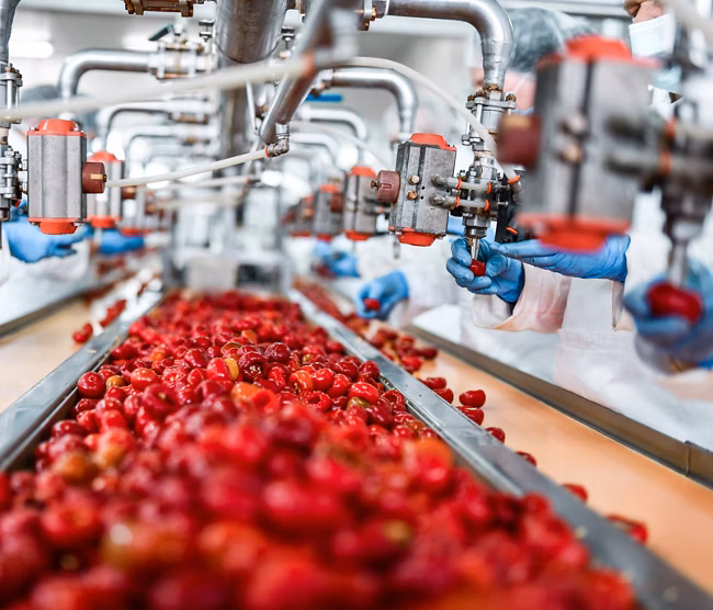 De-seeding Of Cherries In Chia Pudding Factory By Workers