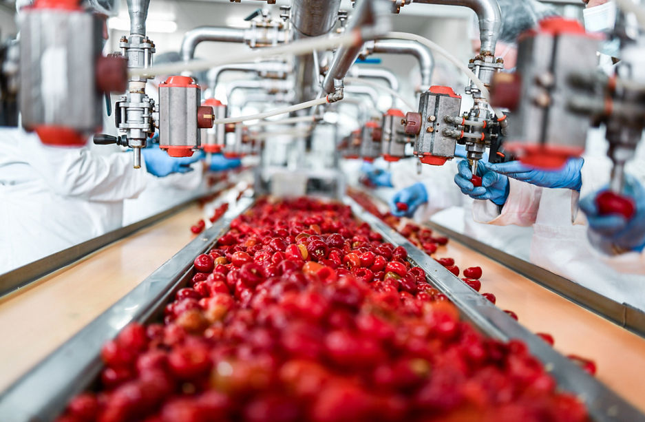De-seeding Of Cherries In Chia Pudding Factory By Workers