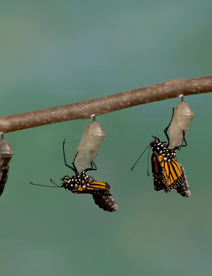 Monarch Butterfly emerging from it's chrysalis
