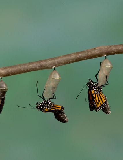 Monarch Butterfly emerging from it's chrysalis