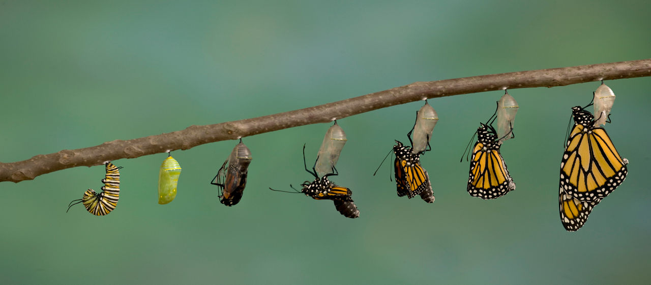 Monarch Butterfly emerging from it's chrysalis