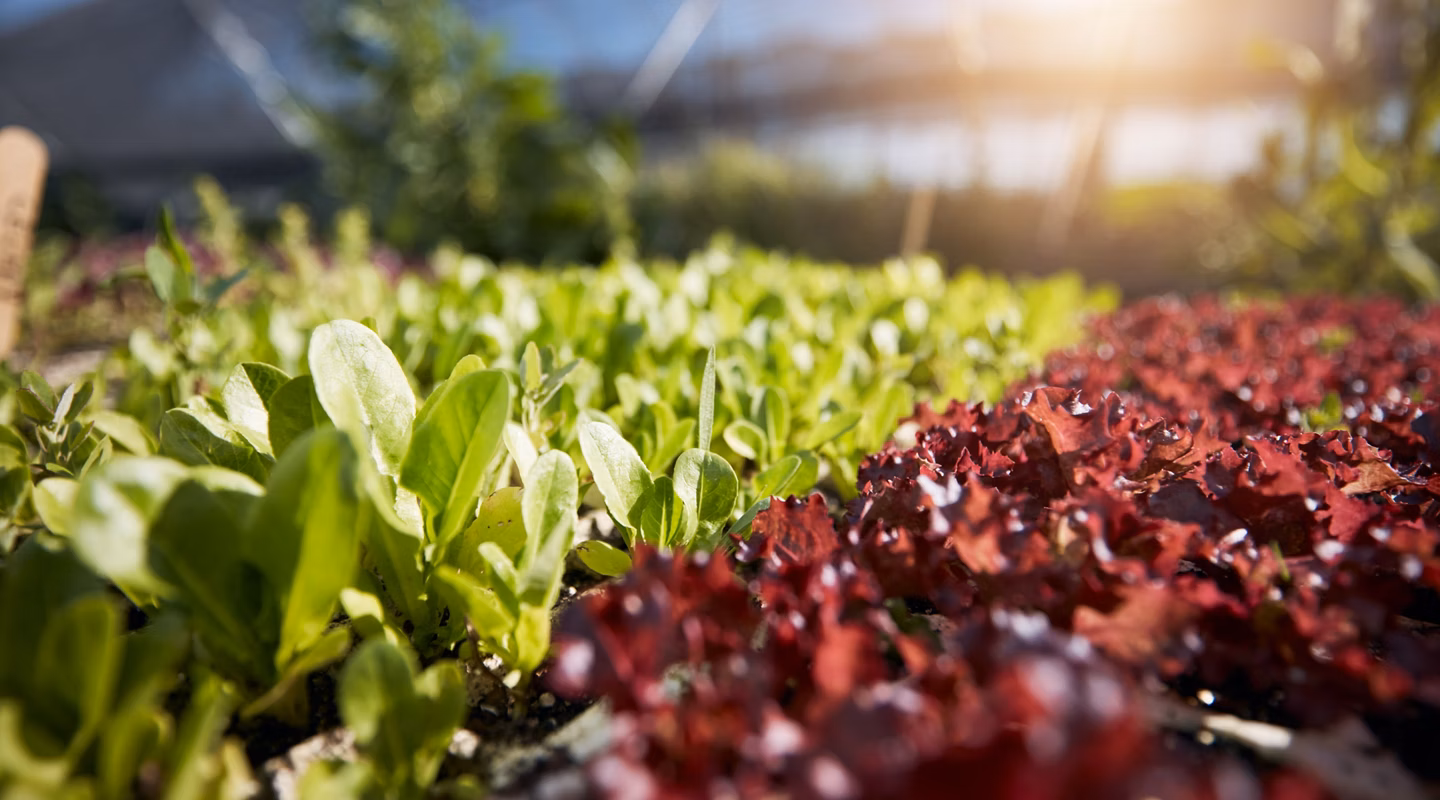 Plants, green and red lettuce in greenhouse background for farming, agriculture and vegetables growth or production. Empty field with food security, gardening and for supply chain and agro business.