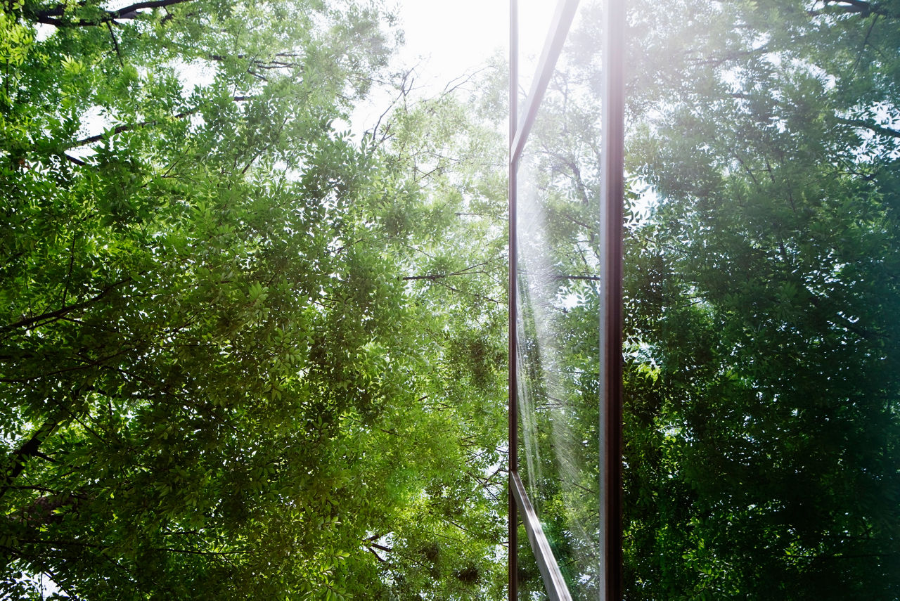 Glass-walled building reflecting trees. This is shoot with a composition to look up from a lower place.