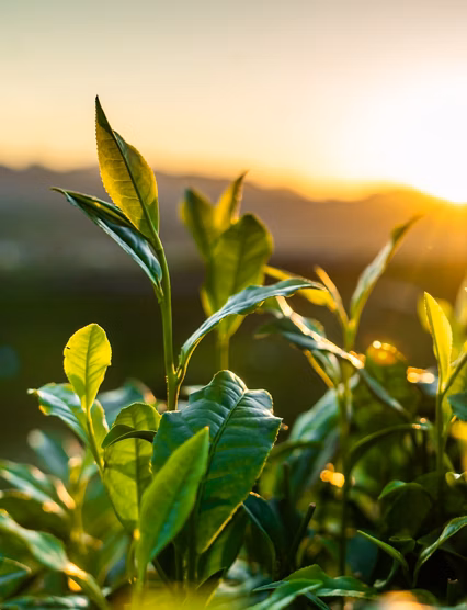 Hangzhou longjing tea garden in the morning