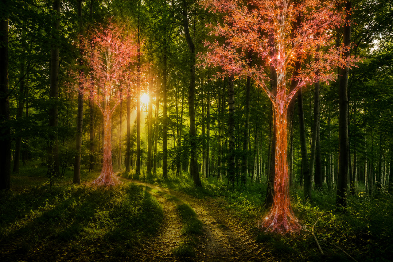 Magical glowing trees in sunlit forest