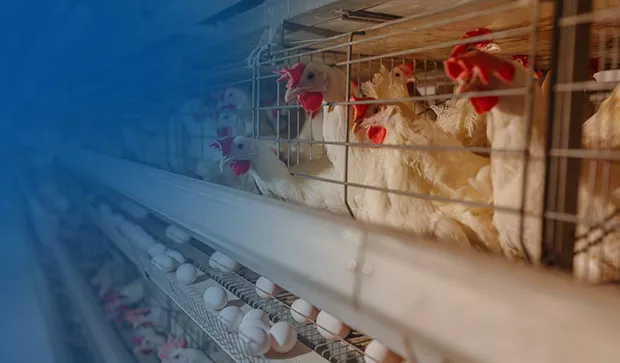 Allied Activities Loans