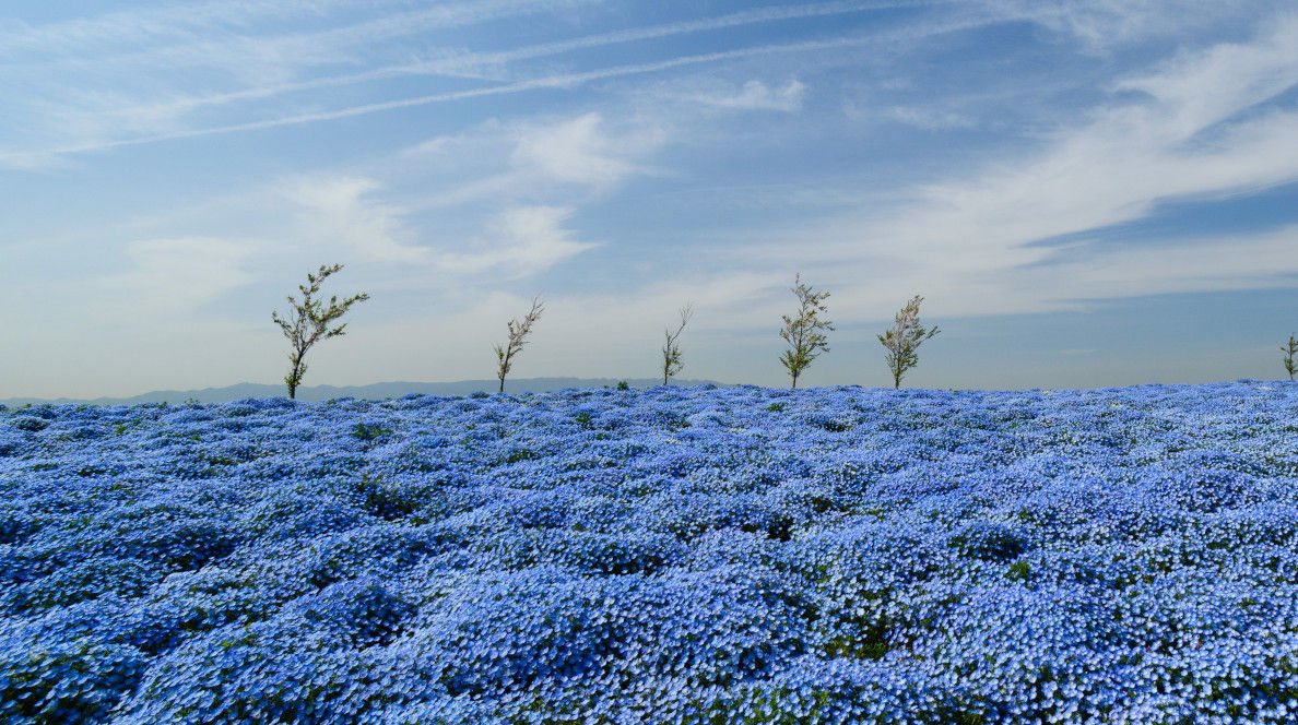 A Journey of Vibrant Spring Colors | Japan's Spring to Early Summer ...