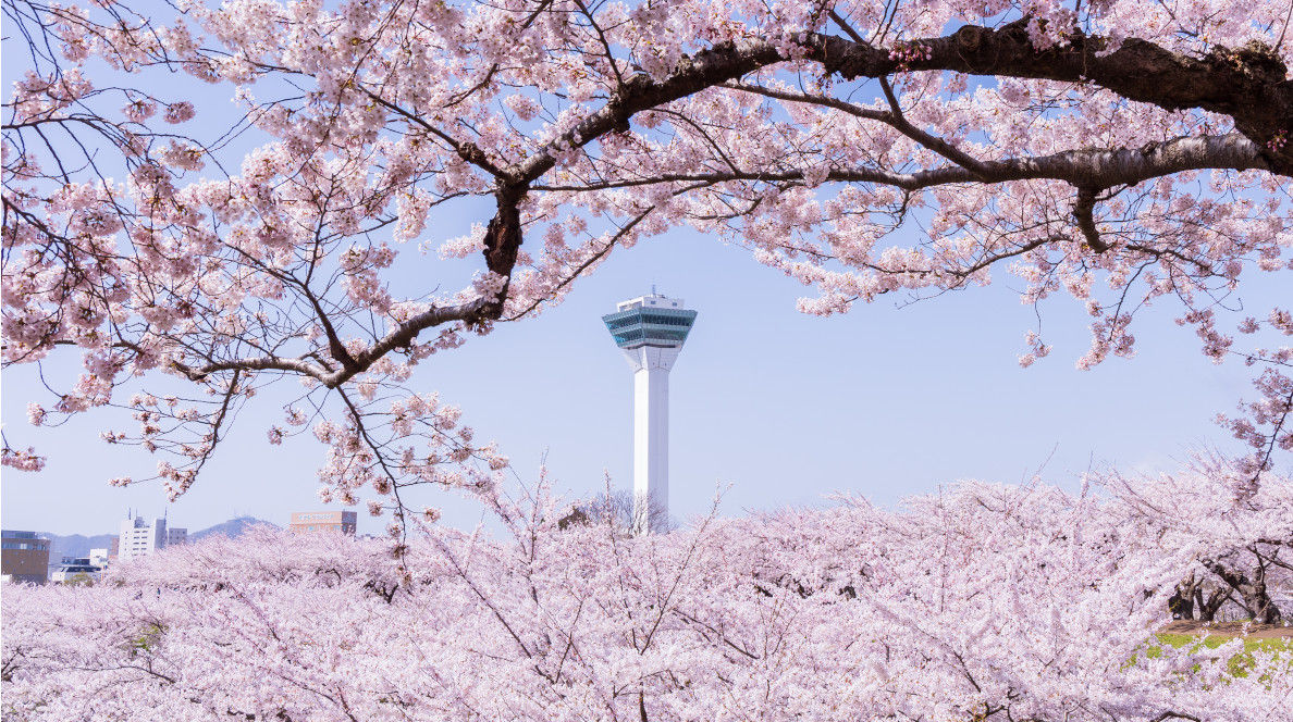 2025 Japan Cherry Blossoms | Bloom Forecast and Best Viewing Spots