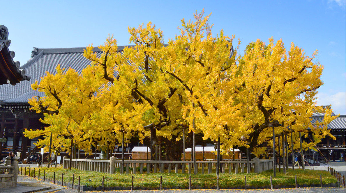 Golden Ginkgo Trees in Japan: 5 Stunning Autumn Spots for Fall Colors ...