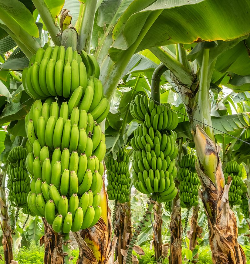Green bananas growing on trees. Green tropical banana fruits close-up on banana plantation. Tenerife banana plantations in Tenerife, Canary islands, Spain. Agriculture and banana production concept