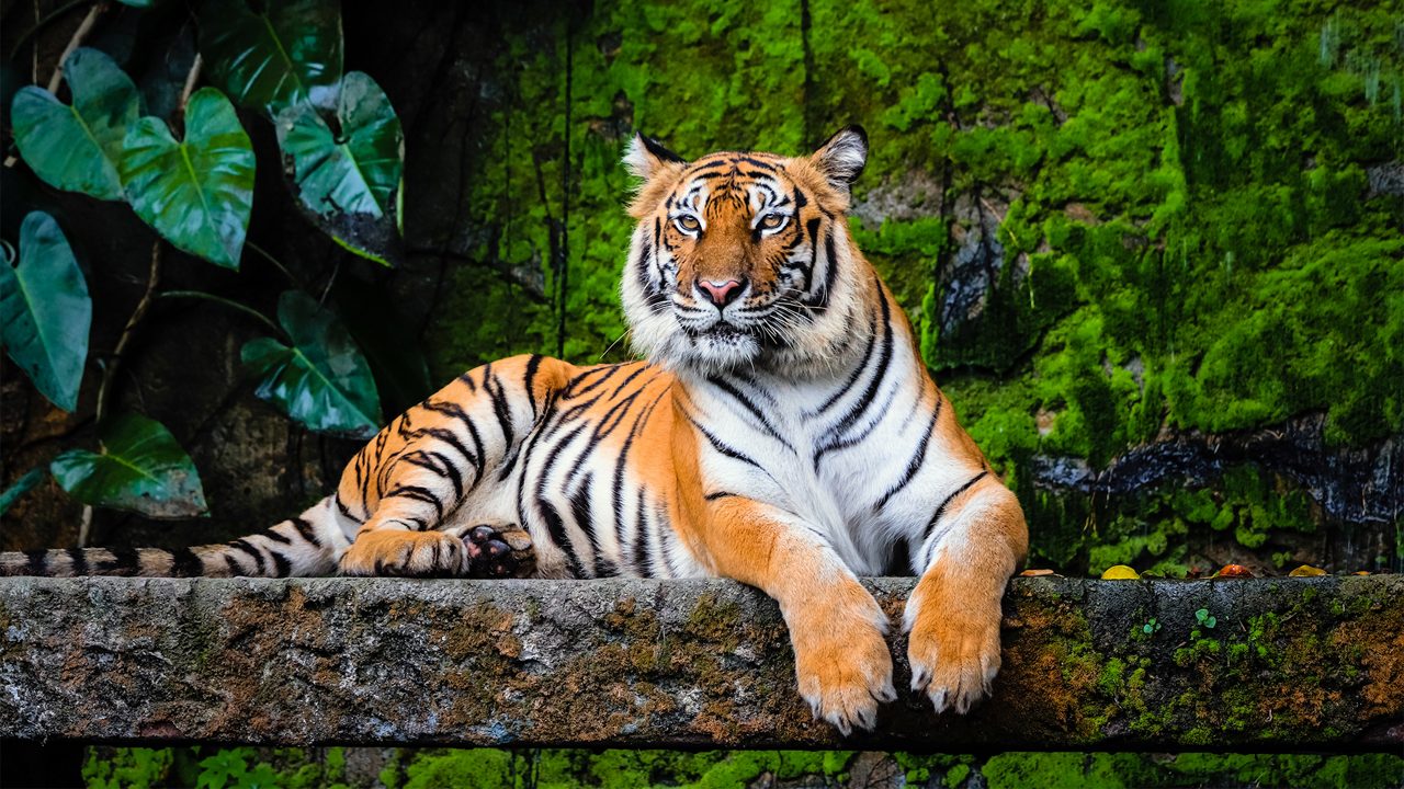 beautiful bengal tiger with lush green habitat background