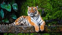 beautiful bengal tiger with lush green habitat background