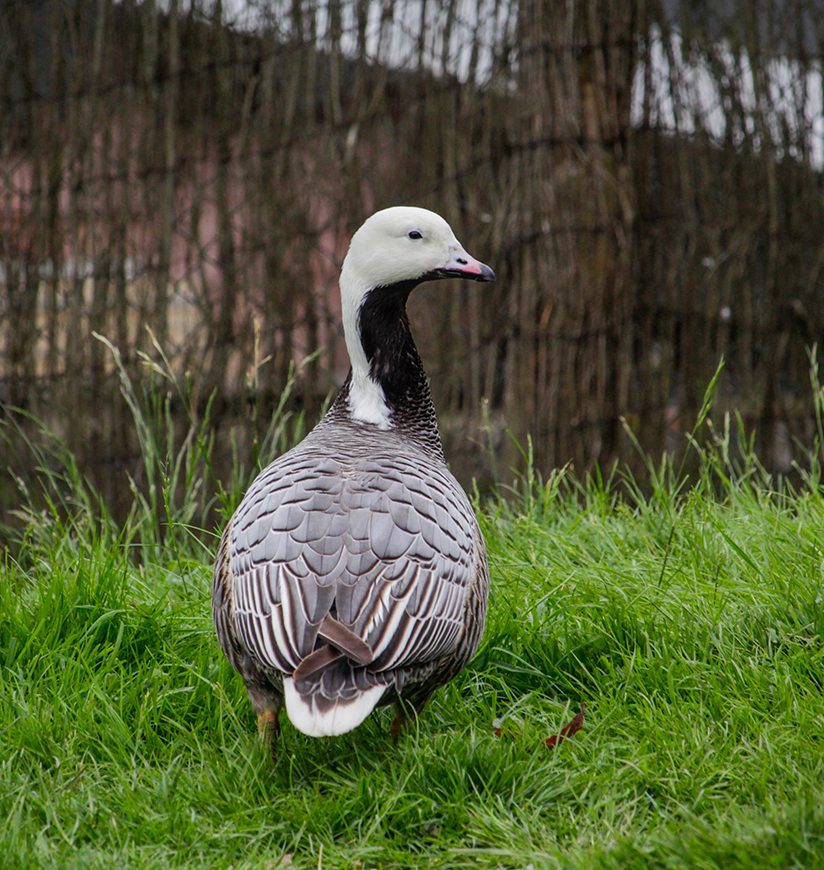 Emperor Goose, Anser canagicus close up