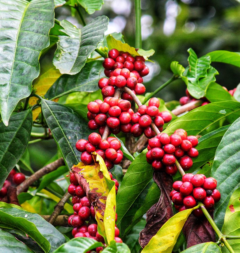 coffee beans in their early growth stage straight from the organic farm from Karnataka Kerala of India with green background world class coffee is produced here