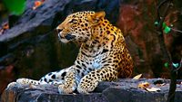 Indian Leopard, Panthera pardus fusca, Ranthambhore Tiger Reserve, Rajasthan