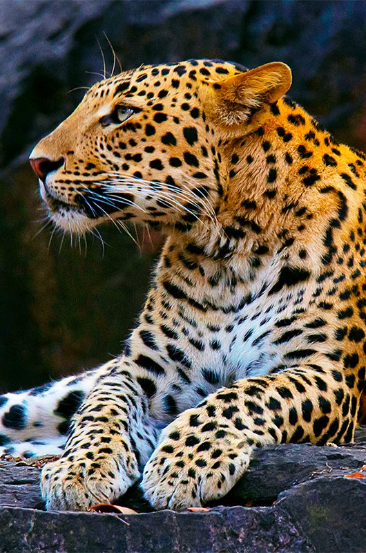 Indian Leopard, Panthera pardus fusca, Ranthambhore Tiger Reserve, Rajasthan