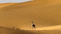 1-desert-national-park-jaisalmer-attr-hero