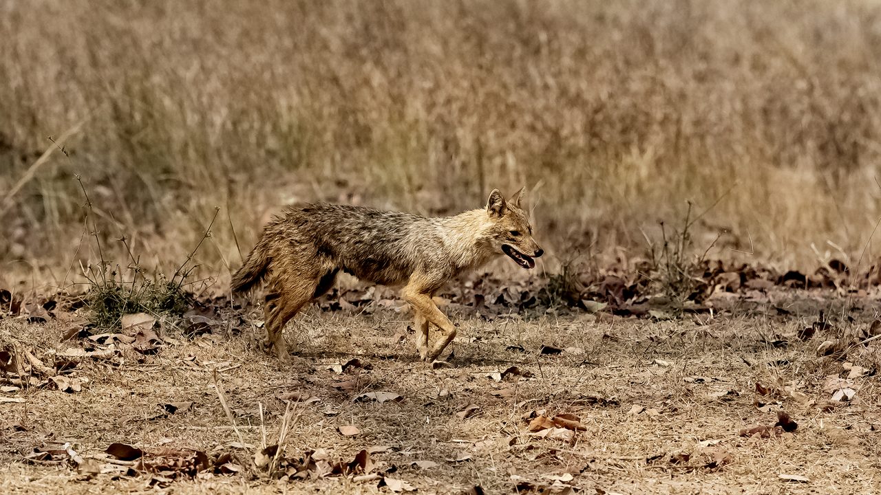 Jackal in the bush, Canis mesomelas, Madhya Pradesh in India