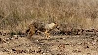 Jackal in the bush, Canis mesomelas, Madhya Pradesh in India