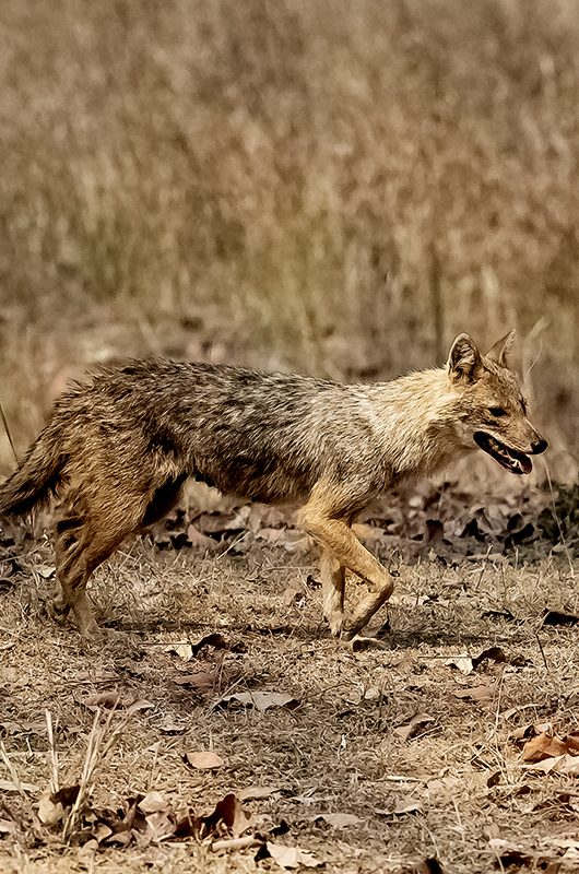 Jackal in the bush, Canis mesomelas, Madhya Pradesh in India