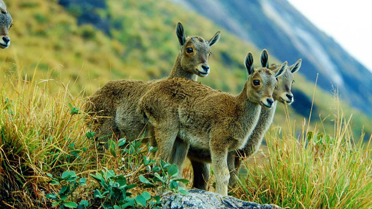 1-eravikulam-national-park-attr-hero